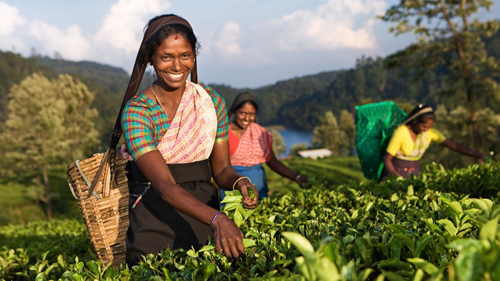 Tamil women plucking tea leaves near Nuwara Eliya, Sri Lanka