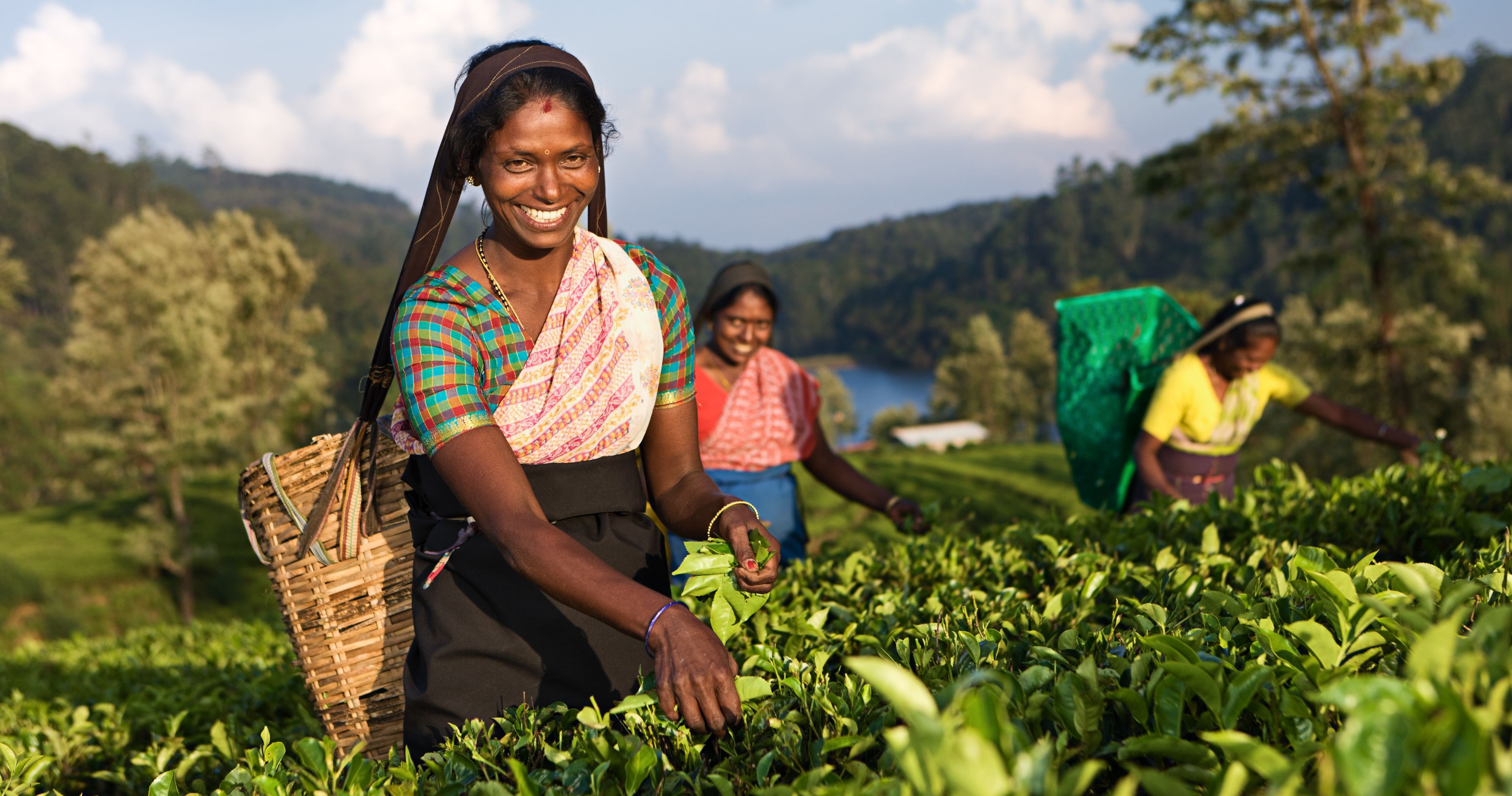 Tamil women plucking tea leaves near Nuwara Eliya, Sri Lanka