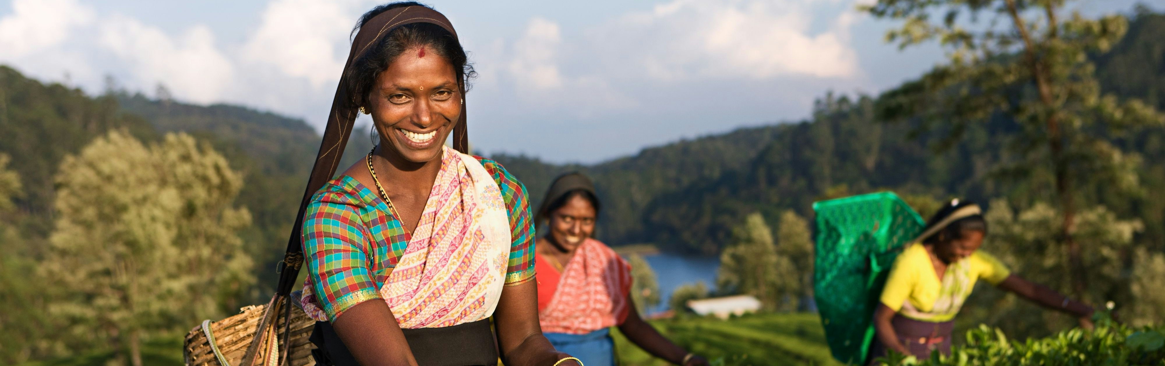 Tamil women plucking tea leaves near Nuwara Eliya, Sri Lanka